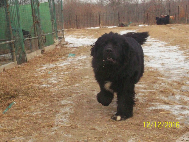 Фото: ньюфаундленд Stepan Razin (Степан Разин)