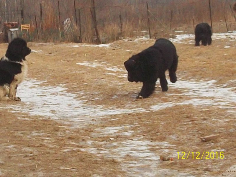 Фото: ньюфаундленд Stepan Razin (Степан Разин)