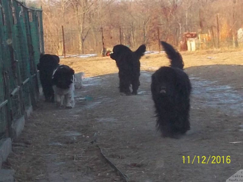 Фото: ньюфаундленд Super Premium Liniel Daylirring (Супер Премиум Линиэль Дайлиррин), ньюфаундленд Super Premium Mikado (Супер Премиум Микадо), и дети