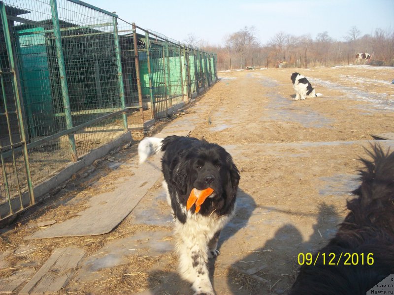 Фото: ньюфаундленд Selin Dion (Селин Дион)