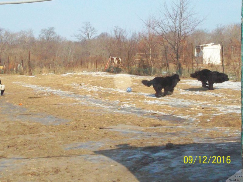 Фото: ньюфаундленд Super Premium Nemessis (Супер Премиум Немессис), ньюфаундленд Viktorius Smayl (Викториус Смайл)