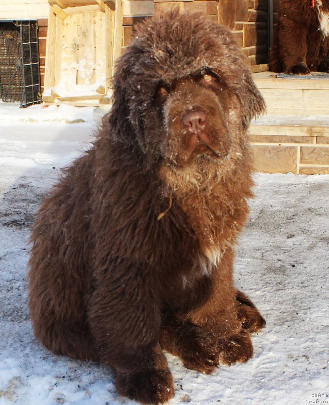 Фото: ньюфаундленд Brownblood MSK Alfa-Romeo Gold Baddy (Браунблад МСК Альфа-Ромео Голд Бадди)