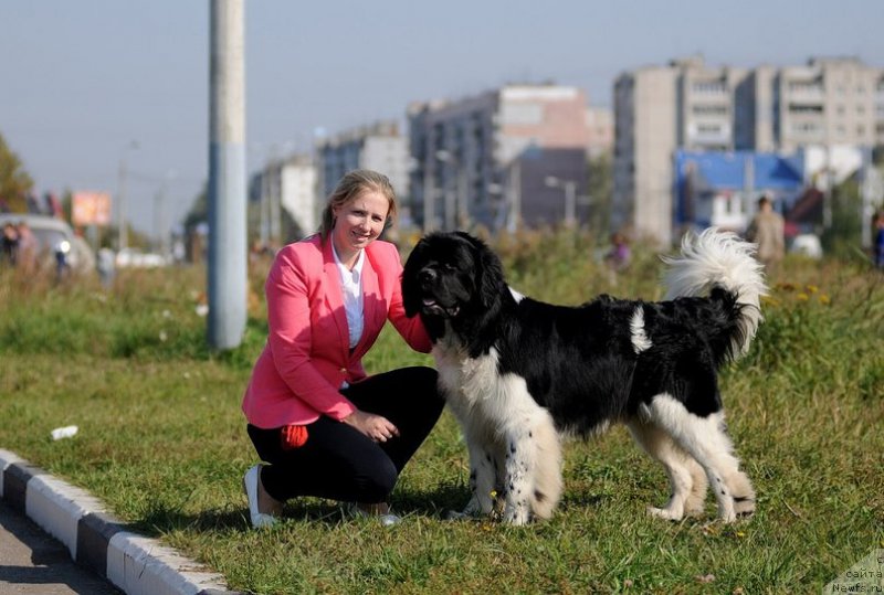 Фото: ньюфаундленд Bagration Ispolnenie Mechtyi (Багратион Исполнение Мечты)