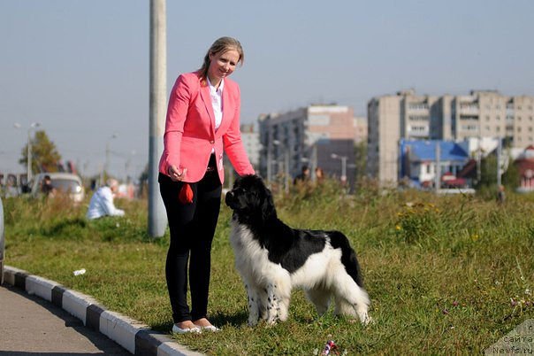 Фото: ньюфаундленд Blistatel'naya Ariadna (Блистательная Ариадна)