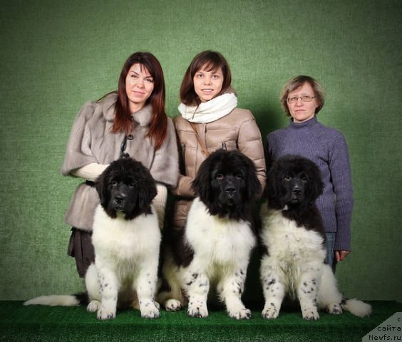 Фото: ньюфаундленд Blistatel'naya Ariadna (Блистательная Ариадна)