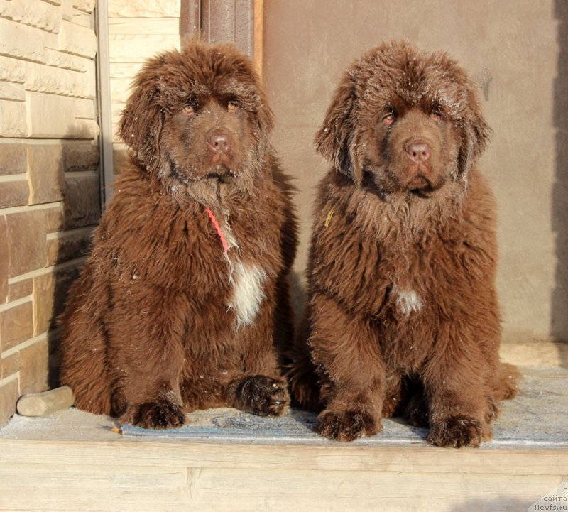 Фотография № 218175