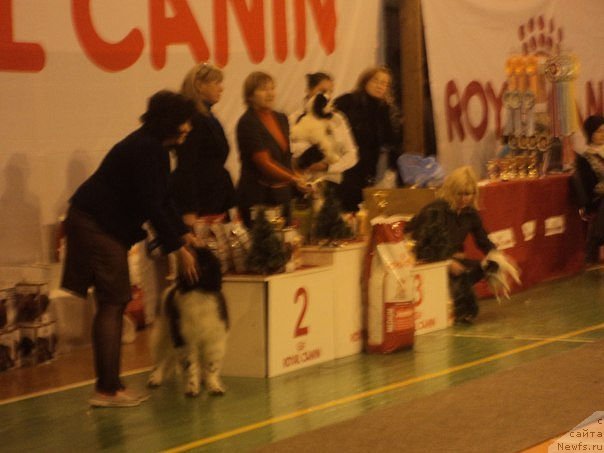 Фото: ньюфаундленд Blistatel'naya Ariadna (Блистательная Ариадна)