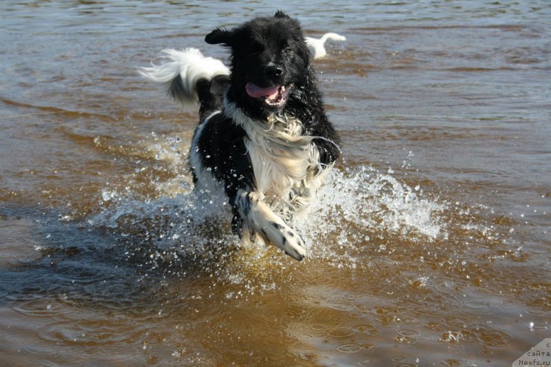 Фото: ньюфаундленд Blistatel'naya Ariadna (Блистательная Ариадна)