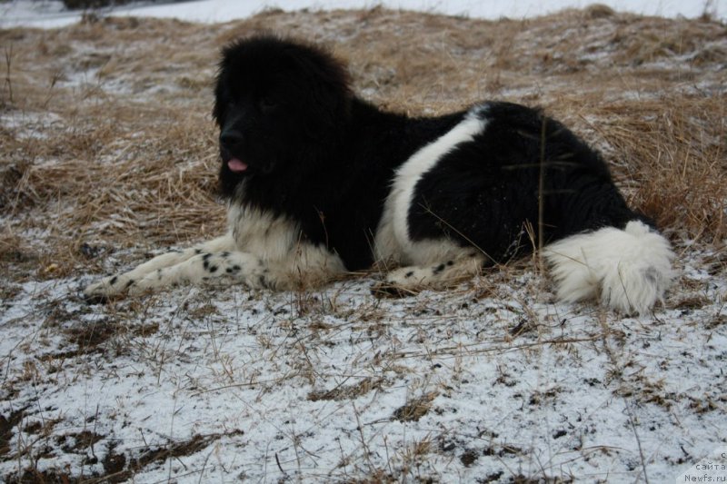 Фото: ньюфаундленд Blistatel'naya Ariadna (Блистательная Ариадна)