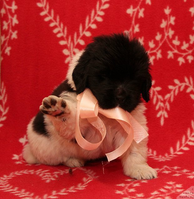 Фото: ньюфаундленд Blistatel'naya Ariadna (Блистательная Ариадна)