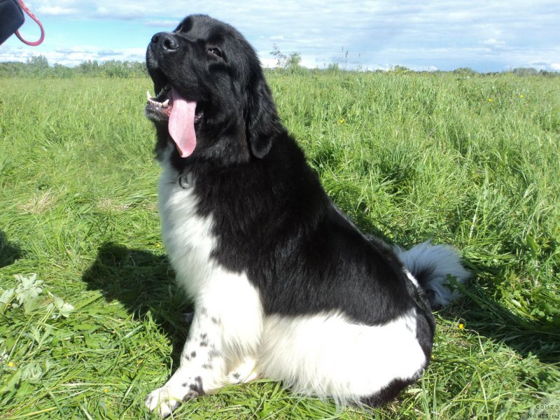 Фото: ньюфаундленд Blistatel'naya Ariadna (Блистательная Ариадна)