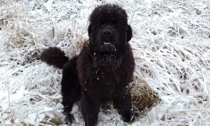 Фотография № 218185