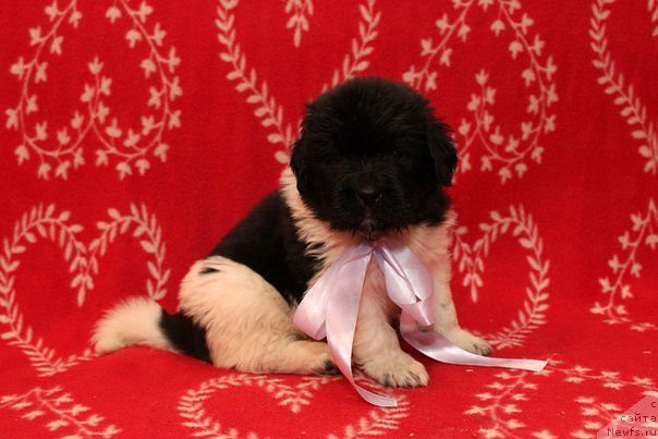 Фото: ньюфаундленд B'yutiful Sabrina (Бьютифул Сабрина)