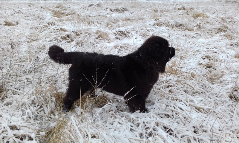 Фотография № 218188