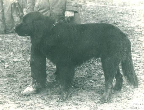 Фото: ньюфаундленд Djey Graf Terra Nova (Джей Граф Терра Нова)