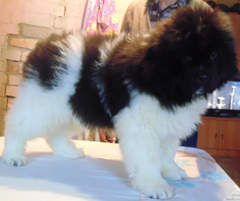 Фото: ньюфаундленд Vodoley ot Karel'skih Medvedey (Водолей от Карельских Медведей)