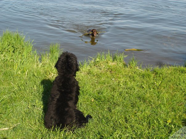Фото: ньюфаундленд N'yufort Lapochka Dochka (Ньюфорт Лапочка Дочка)