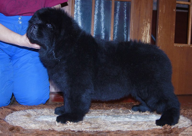 Фото: ньюфаундленд Super Bizon Saveliy (Супер Бизон Савелий)