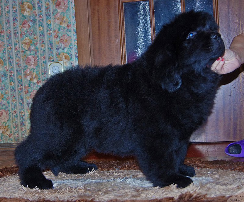 Фотография № 218216