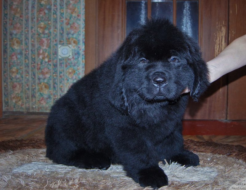 Фотография № 218217