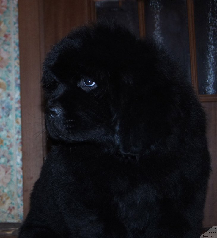 Фотография № 218218