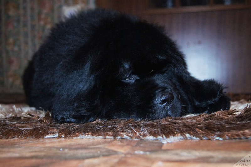 Фото: ньюфаундленд Super Bizon Saveliy (Супер Бизон Савелий)