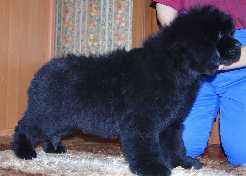 Фотография № 218222