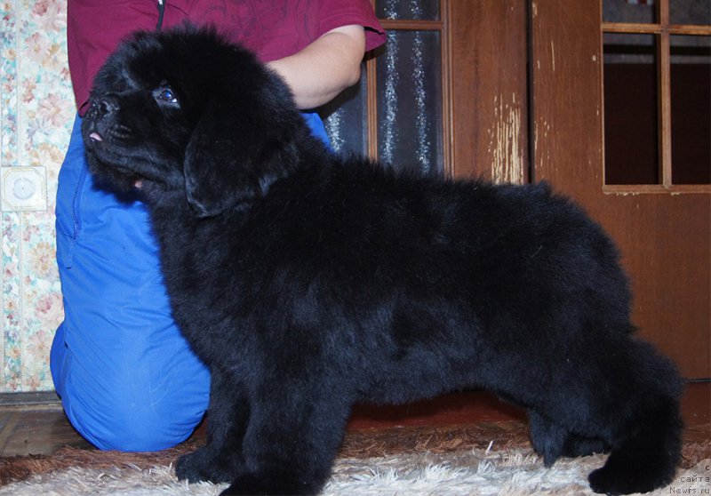 Фотография № 218226