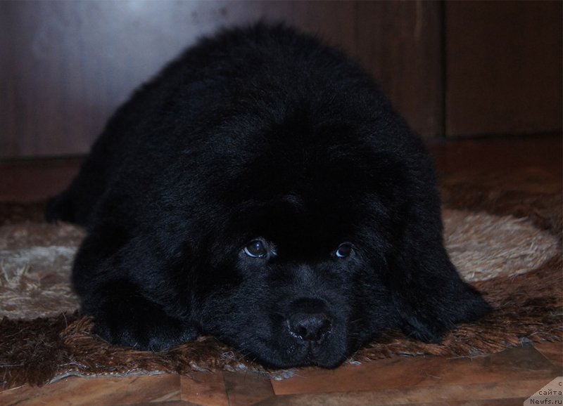 Фотография № 218230