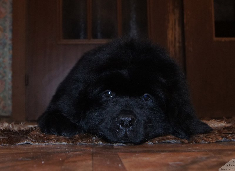 Фотография № 218231