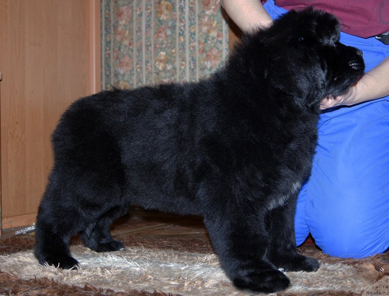 Фотография № 218235