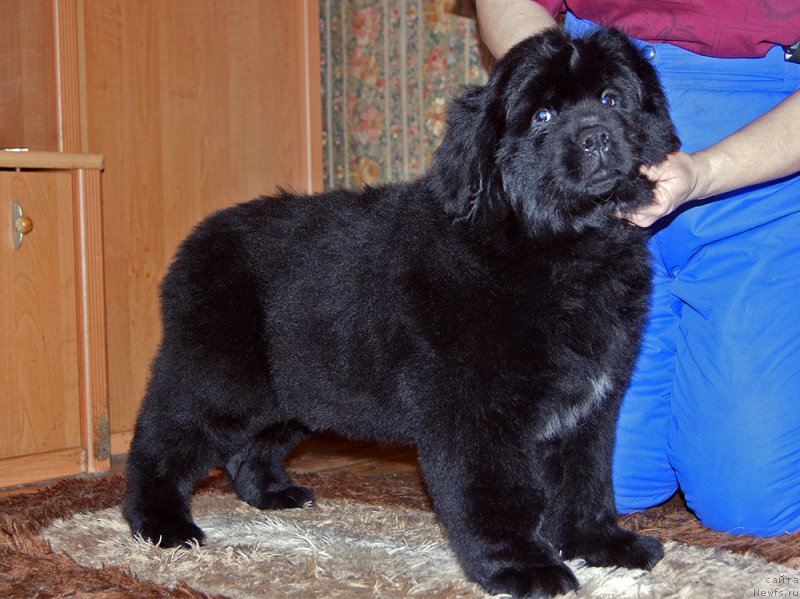 Фотография № 218236