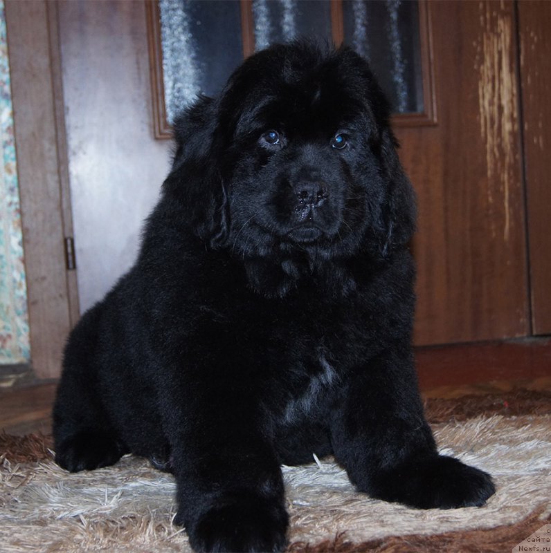 Фотография № 218237