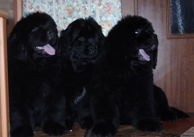 Фотография № 218238