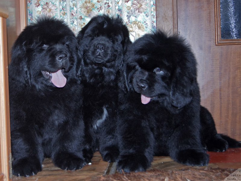 Фотография № 218239