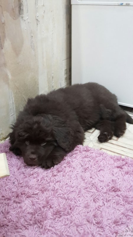 Фото: ньюфаундленд Super Bizon Simfoniya (Супер Бизон Симфония), - 2 месяца