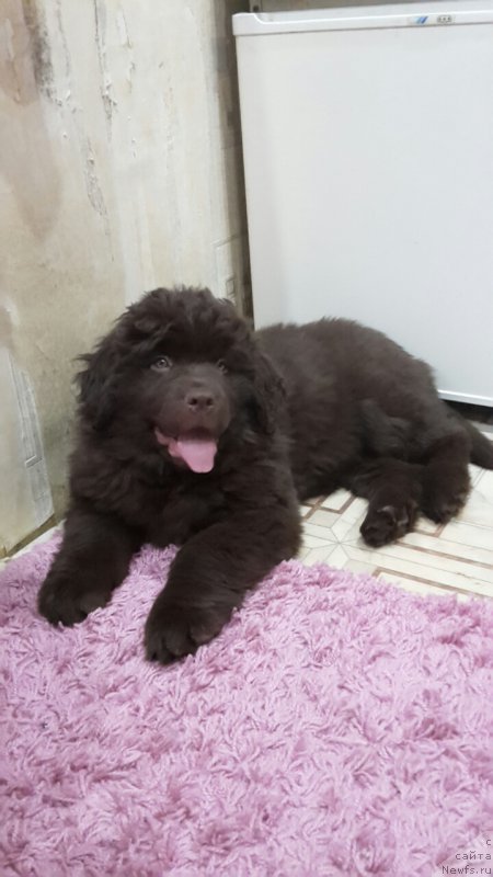 Фотография № 218243