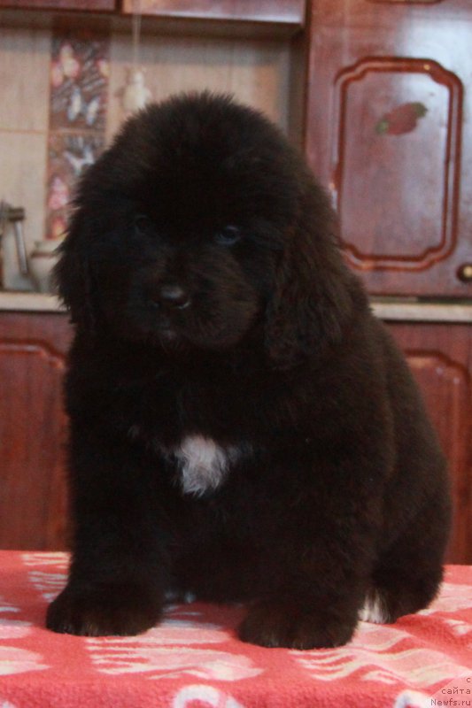 Фото: Щенок 