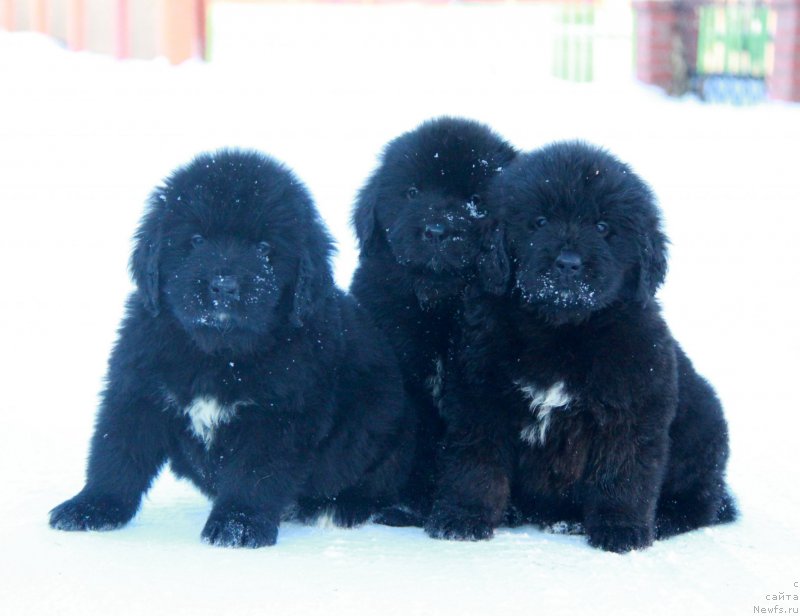 Фото: Щенок 