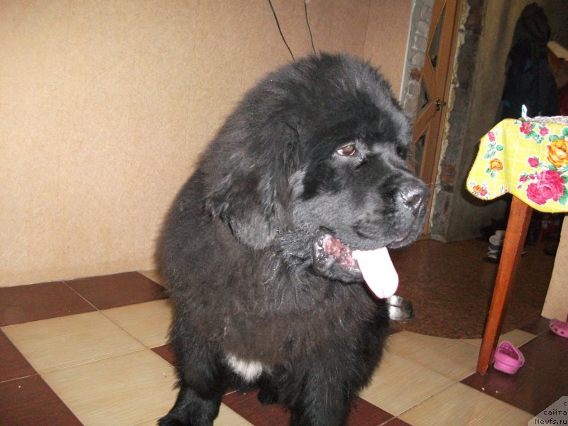 Фото: ньюфаундленд Krepkiy Oreshek ot Sibirskogo Medvedja (Крепкий Орешек от Сибирского Медведя), Tat'yana Kiselyova (Татьяна Киселёва)