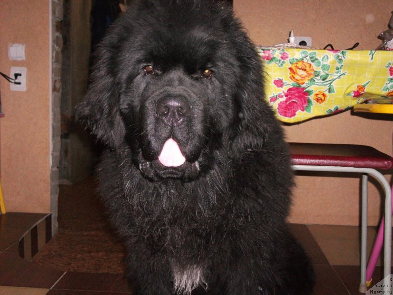 Фото: ньюфаундленд Krepkiy Oreshek ot Sibirskogo Medvedja (Крепкий Орешек от Сибирского Медведя)