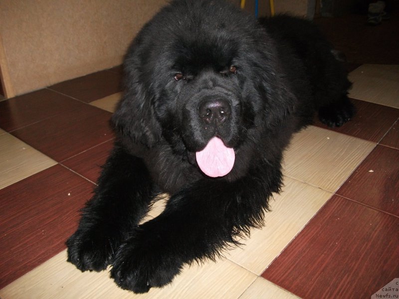 Фото: ньюфаундленд Krepkiy Oreshek ot Sibirskogo Medvedja (Крепкий Орешек от Сибирского Медведя)