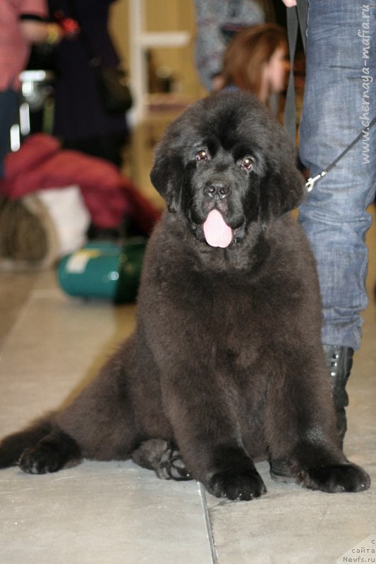 Фотография № 218253