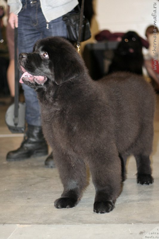 Фотография № 218254