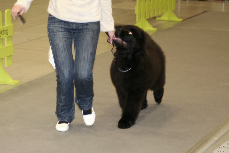 Фотография № 218259