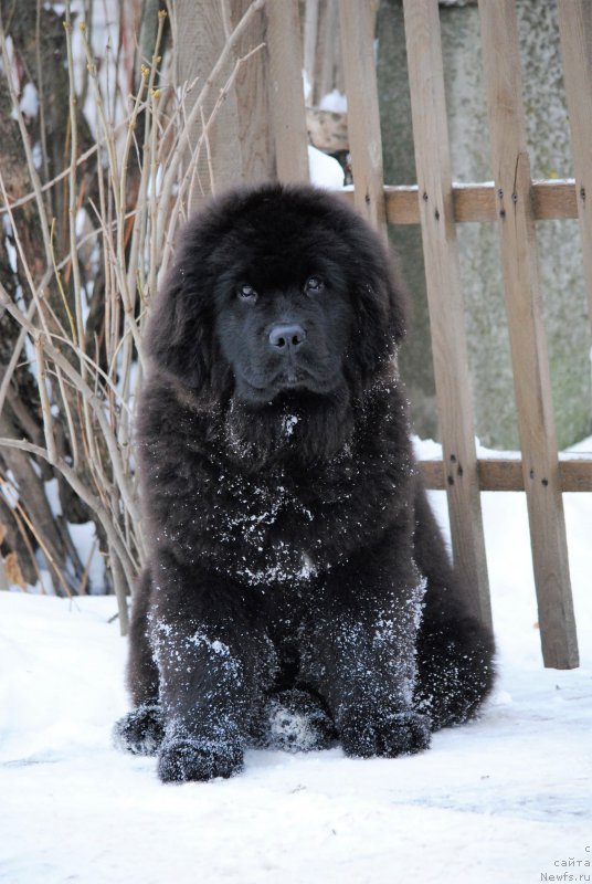 Фото: ньюфаундленд Moya Stihiya Miss Pidji (Моя Стихия Мисс Пиджи)