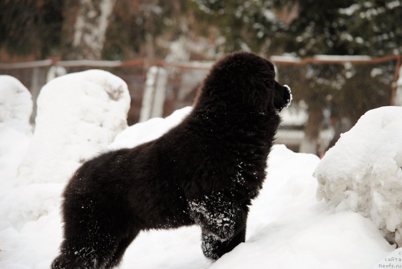 Фото: ньюфаундленд Moya Stihiya Miss Pidji (Моя Стихия Мисс Пиджи)