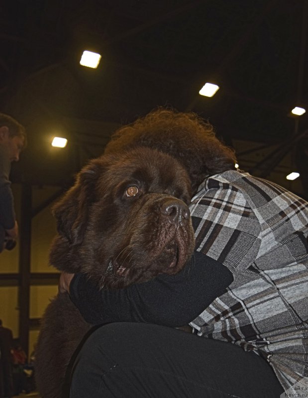 Фото: ньюфаундленд Charli The Best Helfi Pel (Чарли Де Бест Хелфи Пэл), Elena SHmeleva (Елена Шмелева)