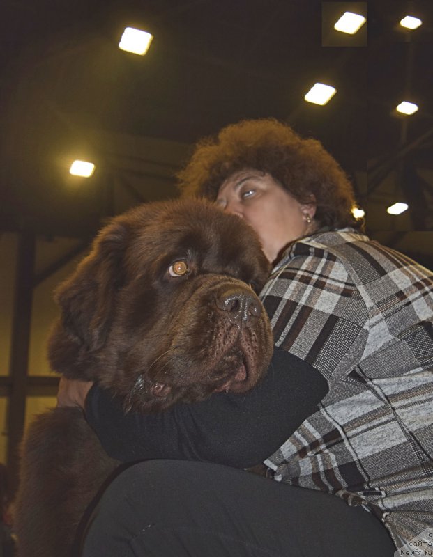 Фото: ньюфаундленд Charli The Best Helfi Pel (Чарли Де Бест Хелфи Пэл), Elena SHmeleva (Елена Шмелева)
