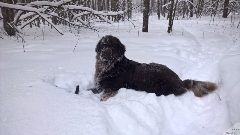 Фото: ньюфаундленд Brownblood MSK Zhanara Haya (Браунблад МСК Жанара Хайя)